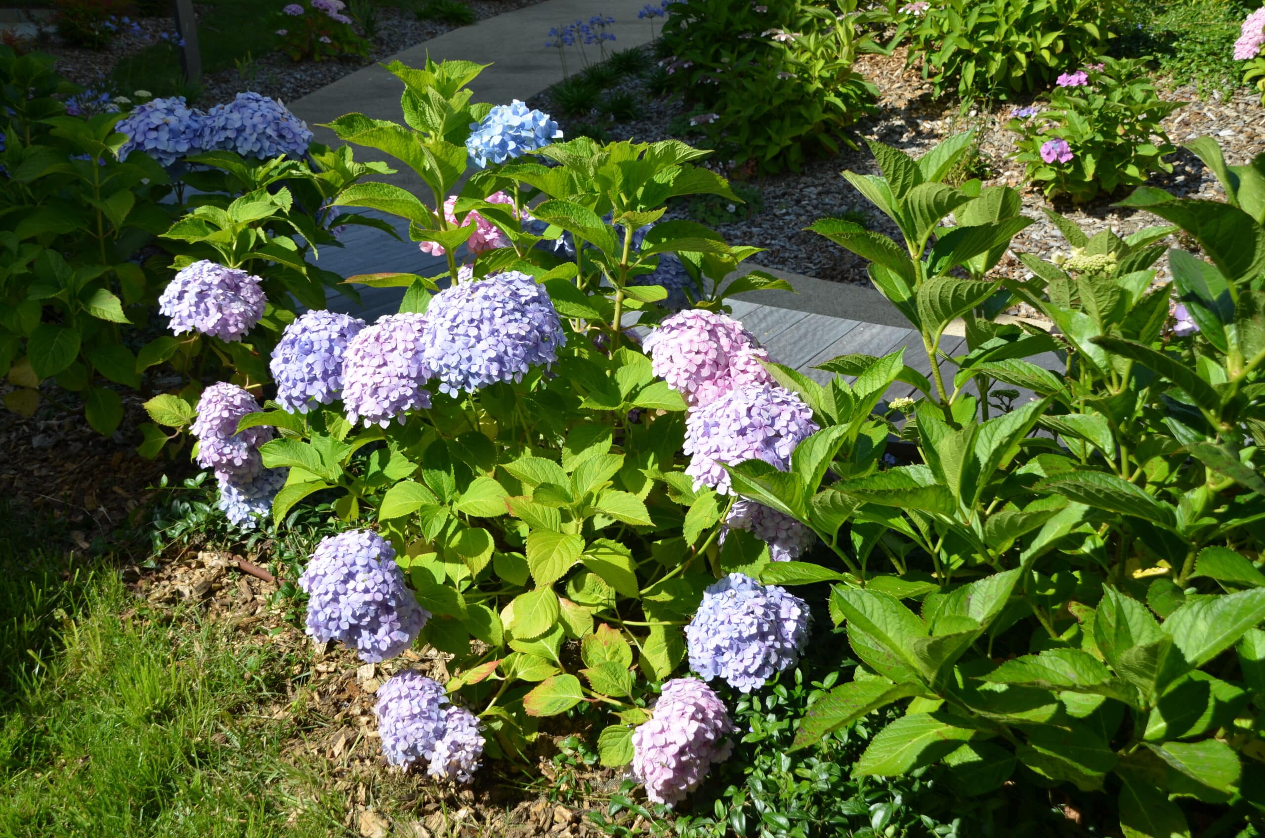 2017-04-cCC-Bénodet-fleur - Nohée
